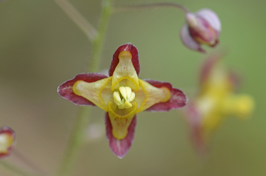 Epimedium alpinum / Epimedio